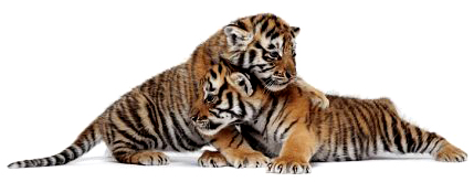 tigrenok.jpg tigrenok.jpg