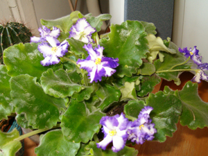 fialka.jpg fialka.jpg