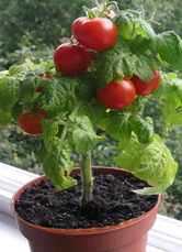 balkogopod1.jpg balkogopod1.jpg