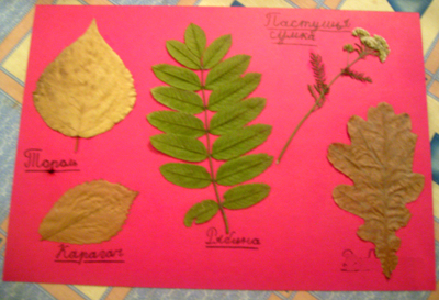 gerbarii.jpg gerbarii.jpg