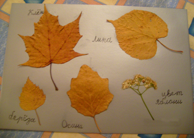 gerbarii2.jpg gerbarii2.jpg