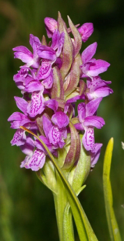 iartysh.jpg iartysh.jpg