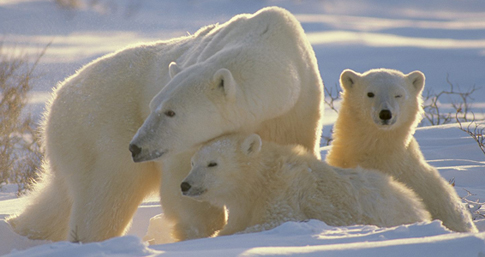 belmedark.jpg belmedark.jpg