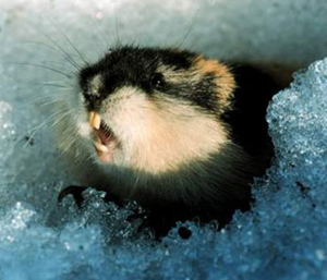 lemming.jpg lemming.jpg