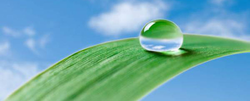 kaplia.jpg kaplia.jpg