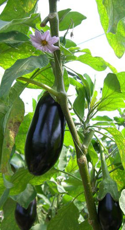 baklazgan.jpg baklazgan.jpg