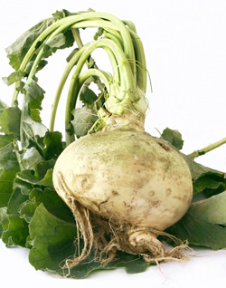 brukva.jpg brukva.jpg