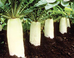 daikon.jpg daikon.jpg