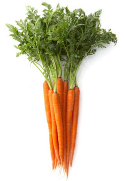 morkovka.jpg morkovka.jpg