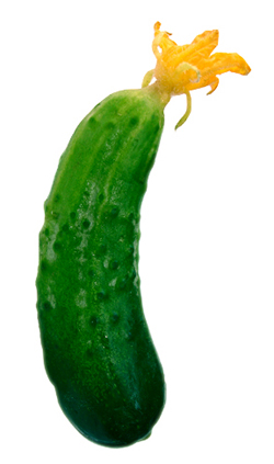 ogurec.jpg ogurec.jpg