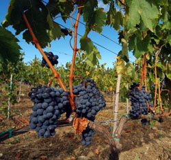 16vinograd.jpg 16vinograd.jpg