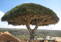 23dragon_tree.jpg 23dragon_tree.jpg