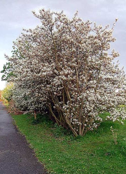 28irga.jpg 28irga.jpg