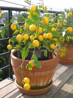 38limon.jpg 38limon.jpg