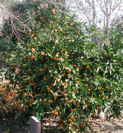 45mandarin.jpg 45mandarin.jpg