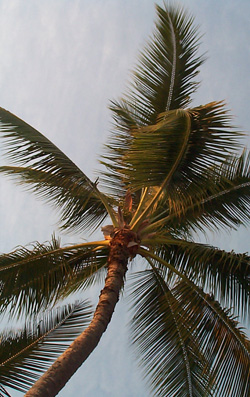 52palm.jpg 52palm.jpg
