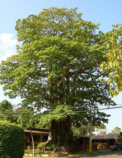 53panama.jpg 53panama.jpg