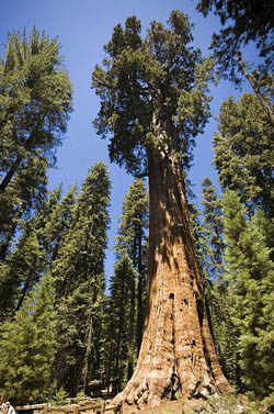 59sequoia.jpg 59sequoia.jpg