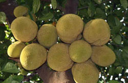 5artocarpus.jpg 5artocarpus.jpg