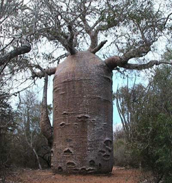 8baobab.jpg 8baobab.jpg
