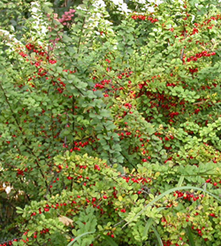 9berberis.jpg 9berberis.jpg