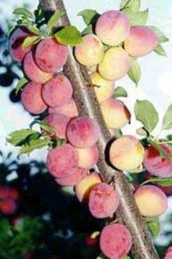 alicha.jpg alicha.jpg