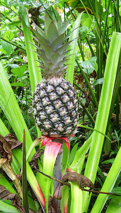 ananas.jpg ananas.jpg