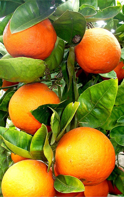 apelsin.jpg apelsin.jpg