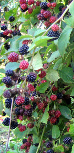 ezhevika.jpg ezhevika.jpg