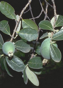 feihoa.jpg feihoa.jpg