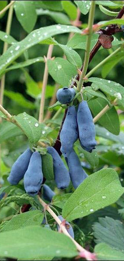 ghimolost.jpg ghimolost.jpg