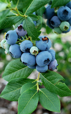 golubika.jpg golubika.jpg