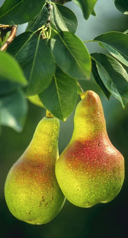 grusha.jpg grusha.jpg