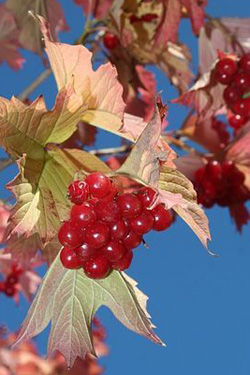 kalina.jpg kalina.jpg