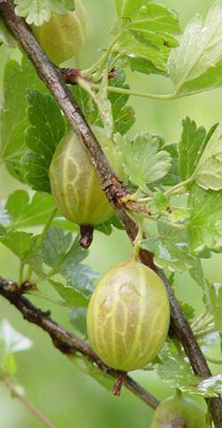 kryzgovnik.jpg kryzgovnik.jpg