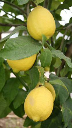 limon.jpg limon.jpg