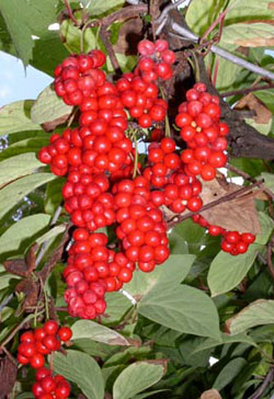 limonnik.jpg limonnik.jpg