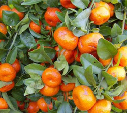 mandarin.jpg mandarin.jpg