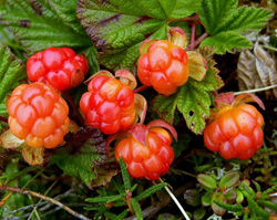 moroshka.jpg moroshka.jpg