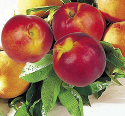 nektarin.jpg nektarin.jpg