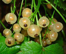 smorodinabel.jpg smorodinabel.jpg