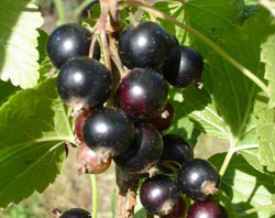 smorodinach.jpg smorodinach.jpg