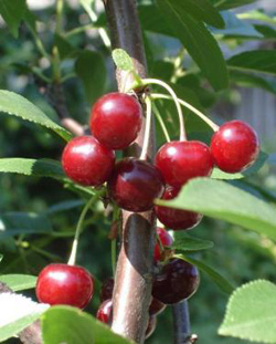 vishnya.jpg vishnya.jpg