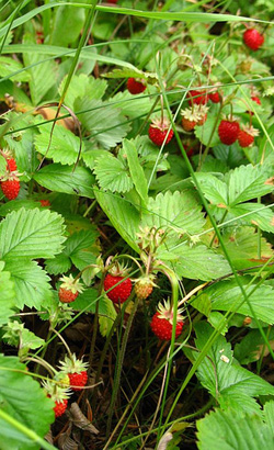 zemlanika.jpg zemlanika.jpg