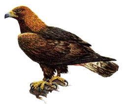 berkut.jpg berkut.jpg