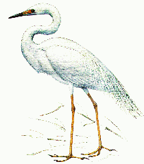 caplya.gif caplya.gif