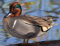 chirok.jpg chirok.jpg