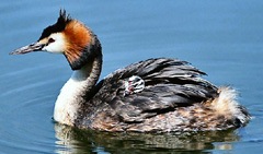 chomga.jpg chomga.jpg