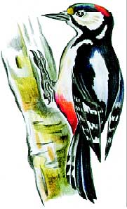 diatel.jpg diatel.jpg