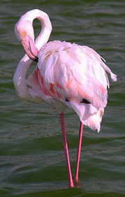 flamingo.jpg flamingo.jpg
